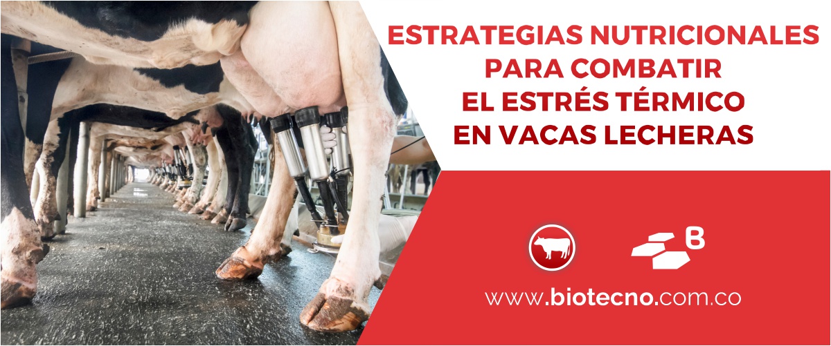 Estrategias nutricionales para combatir el estrés térmico en vacas lecheras