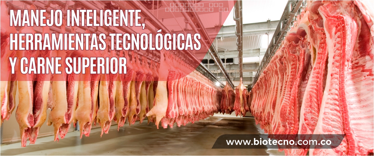 Manejo inteligente, herramientas tecnológicas y carne superior