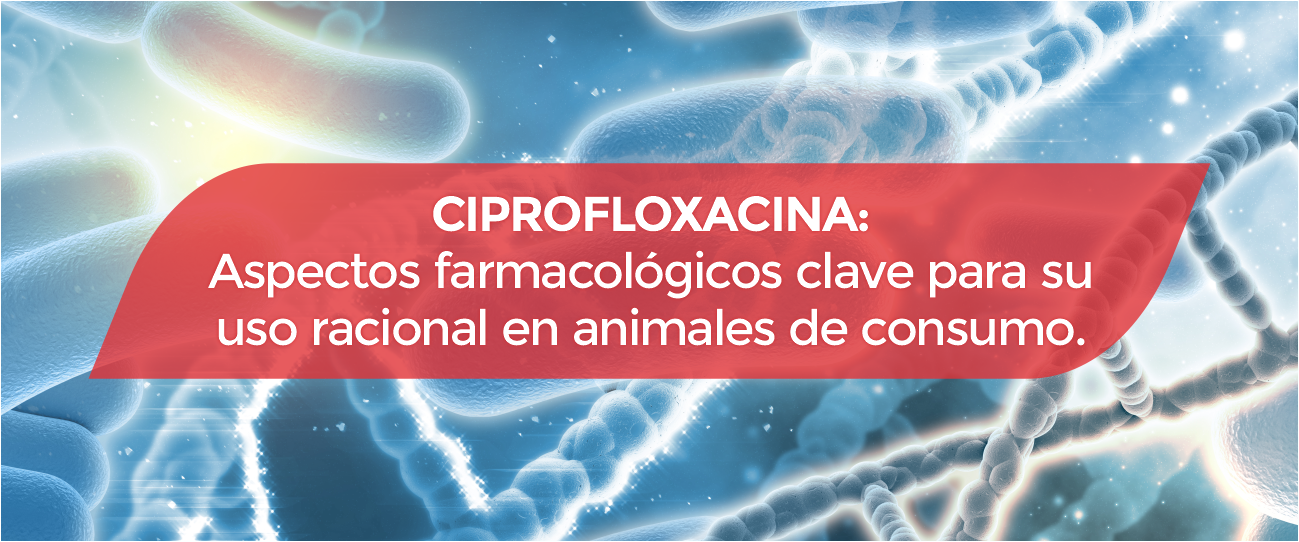 Ciprofloxacina: aspectos farmacológicos clave para su uso racional en animales de consumo