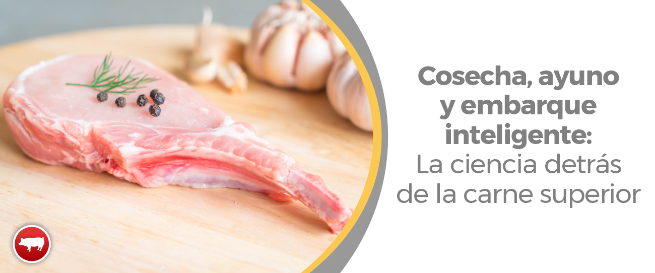 Cosecha, ayuno y embarque inteligente: La ciencia detrás de la carne superior