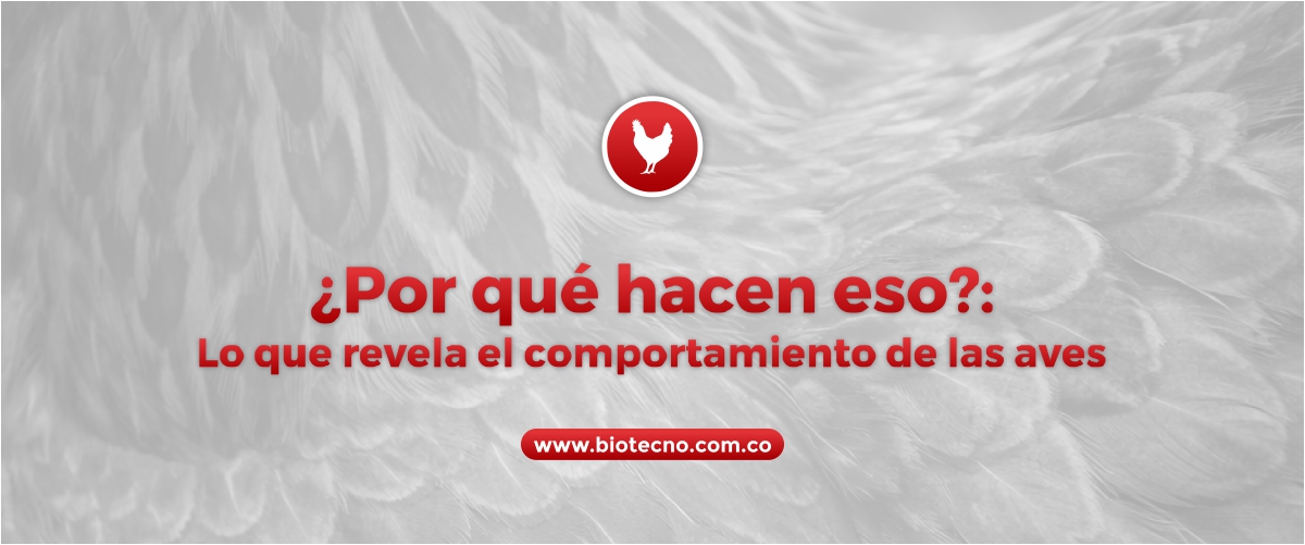 ¿Por qué hacen eso?: Lo que revela el comportamiento de las aves