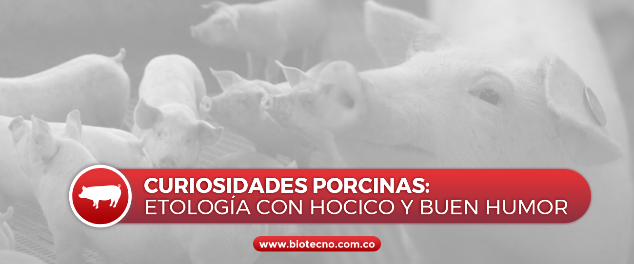 Curiosidades porcinas: etología con hocico y buen humor
