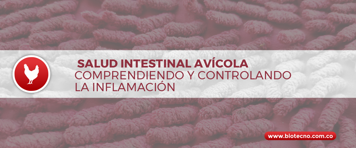 Salud intestinal avícola – Comprendiendo y controlando la inflamación