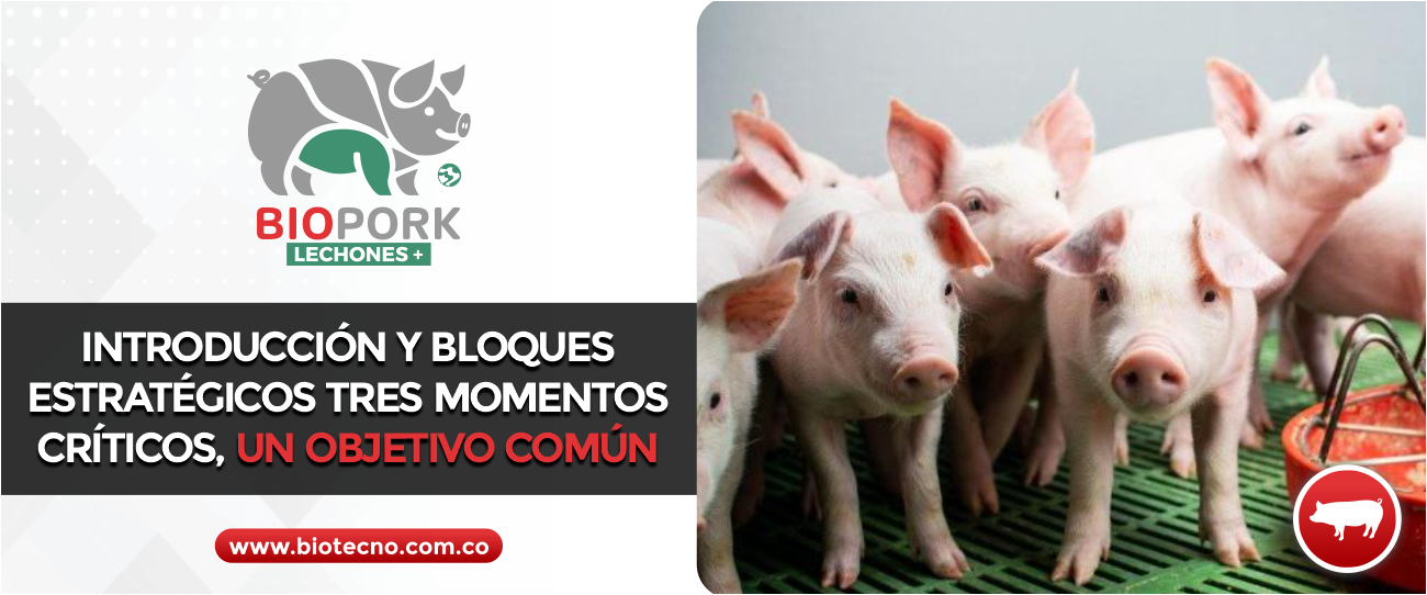 BIOPORK LECHONES+ “Introducción y bloques estratégicos” Tres momentos críticos, un objetivo común