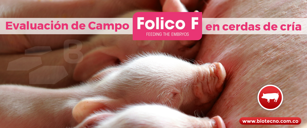 Evaluación de Campo – FOLICO F® en cerdas de cría