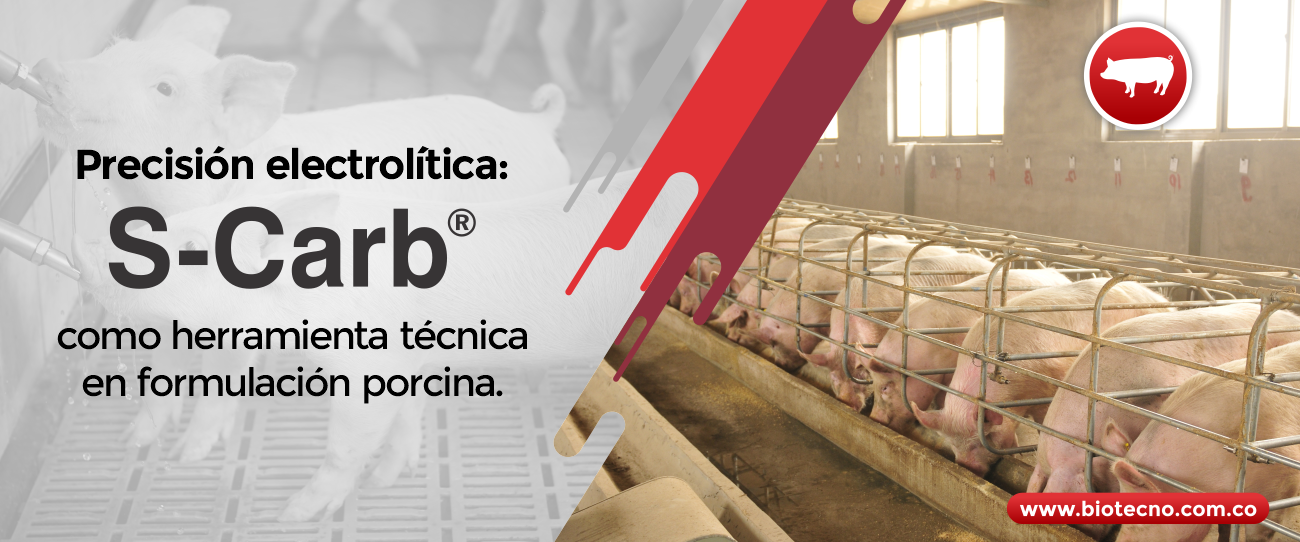 Precisión electrolítica: S-Carb® como herramienta técnica en formulación porcina