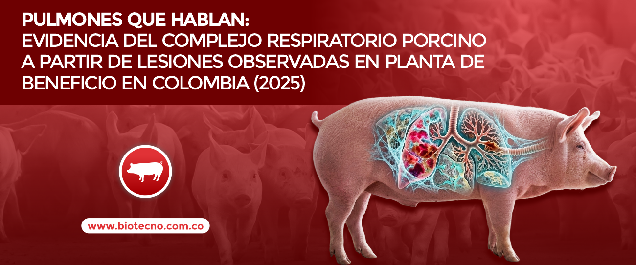 Pulmones que hablan: evidencia del Complejo Respiratorio Porcino a partir de lesiones observadas en planta de beneficio en Colombia (2025)