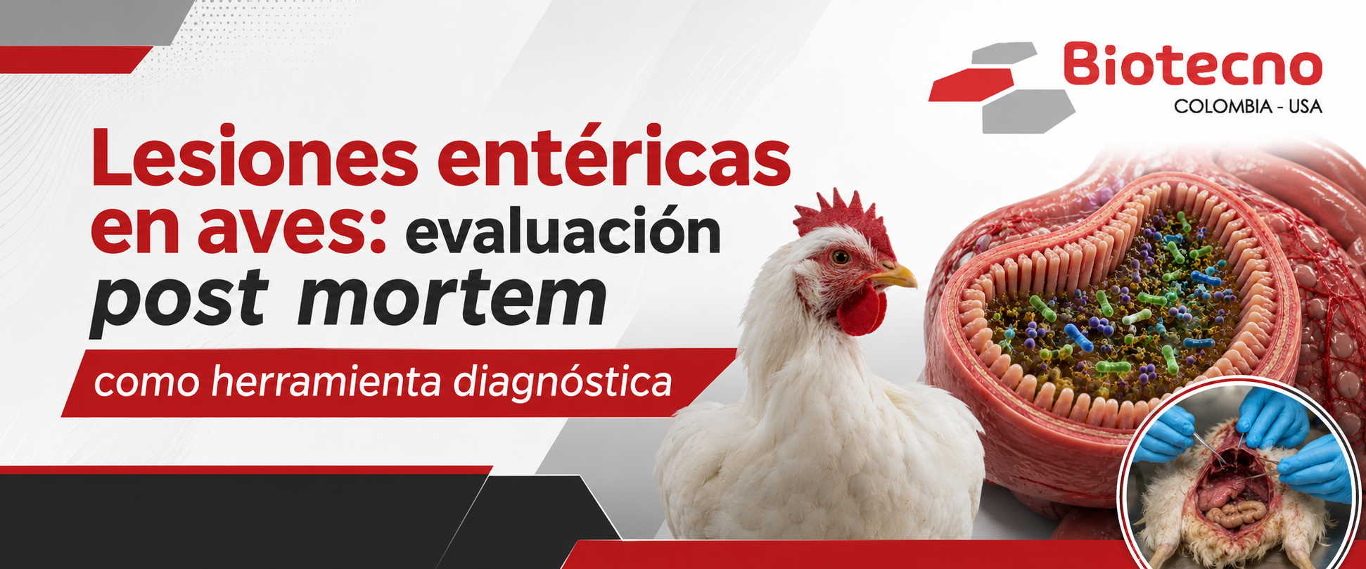 Lesiones entéricas en aves: evaluación post mortem como herramienta diagnóstica